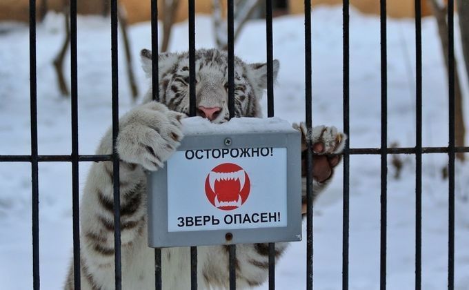 Прокуратура РТ прикрыла зоопарк в Уруссу, где звери представляют опасность для гостей