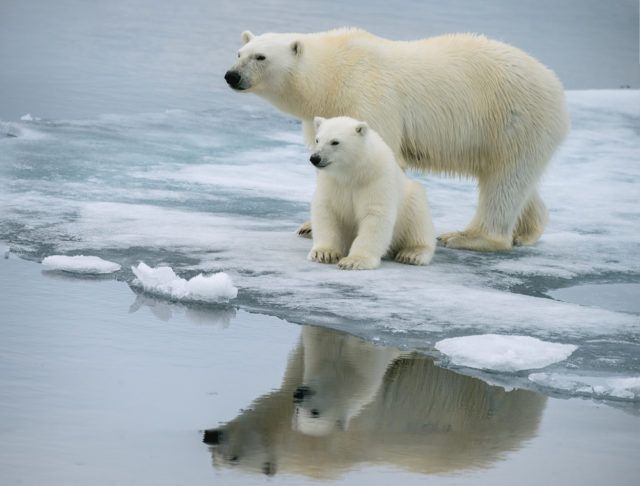 Ужасающая статистика: до 25 % рациона белых медведей — пластик