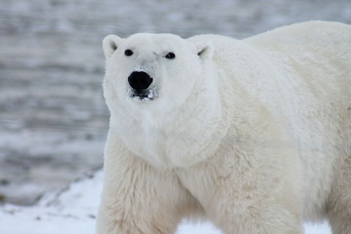 WWF России объявил сбор средств на защиту чукотского села Рыркайпий от белых медведей