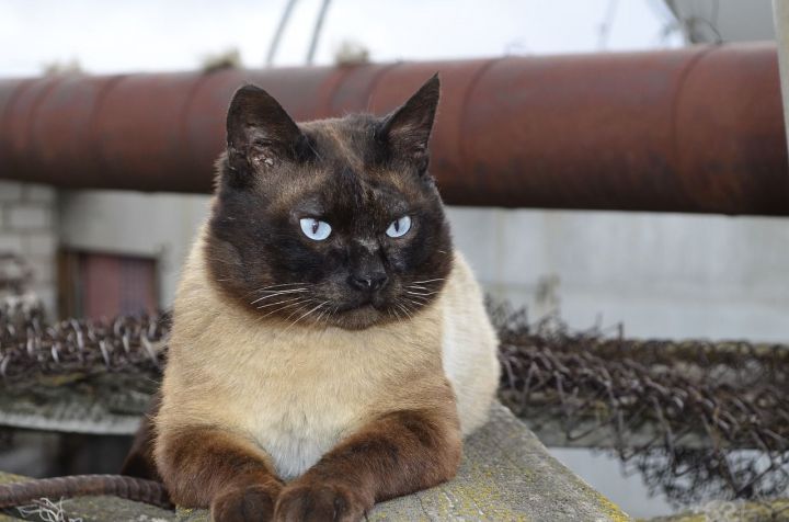 В России уличных кошек запустят в подвалы жилых домов