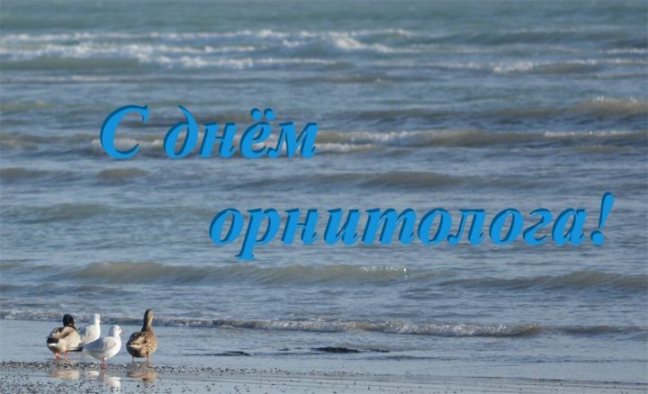 В России сегодня, 19 февраля 2019 года, свой профессиональный праздник отмечают орнитологи.