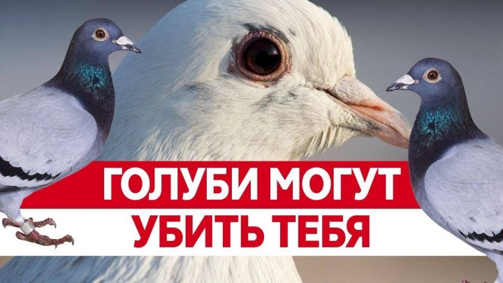 Татарстанцы заражаются от голубей инфекциями, даже не подозревая об этом