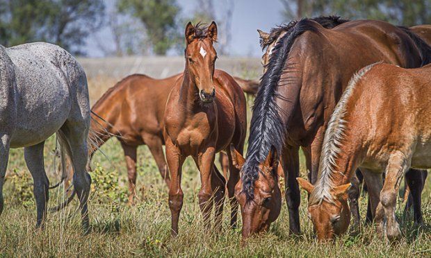 Марат Ахметов: Надо усилить работу по размножению и увеличению поголовья татарской породы лошадей