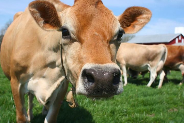 В Татарстане внедрили методику генетической идентификации крупного рогатого скота
