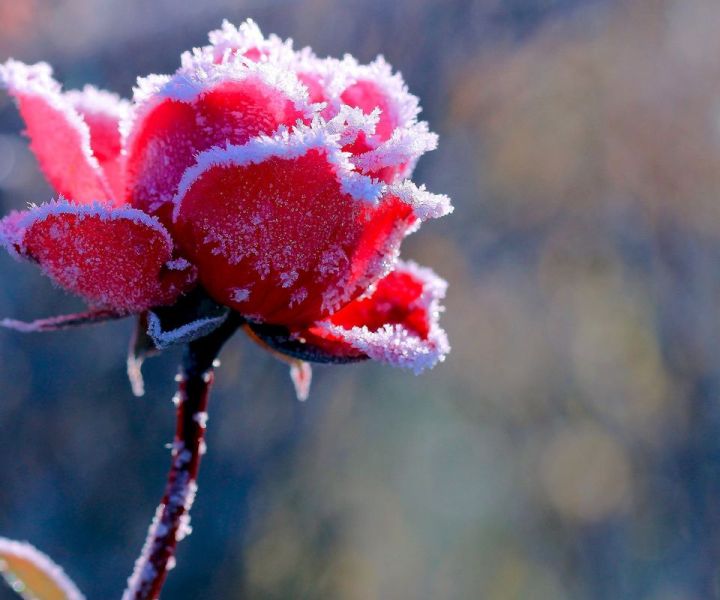 В Татарстане из-за заморозков объявлено штормовое предупреждение