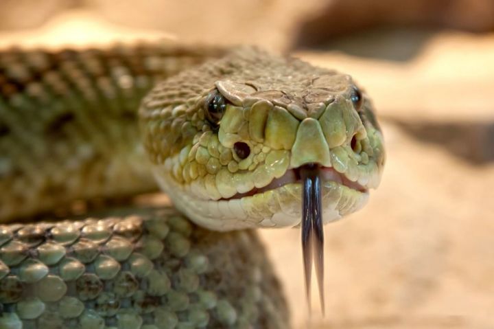 В Минздраве РТ предупредили о всплеске укусов змей в конце мая