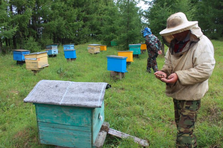 «У нас опустились руки, плачут даже мужчины»: татарстанские пчеловоды бьют тревогу из-за массовой гибели пчел