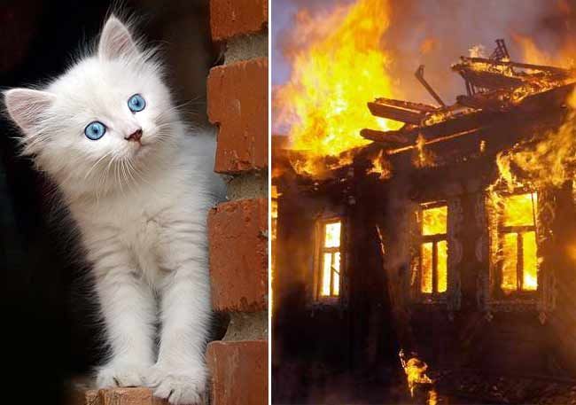 В Татарстане кот спас хозяев от верной смерти при пожаре