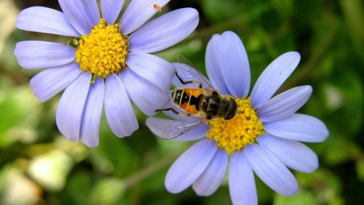 Массовая гибель пчел в Татарстане и других регионах России может привести к неурожаю