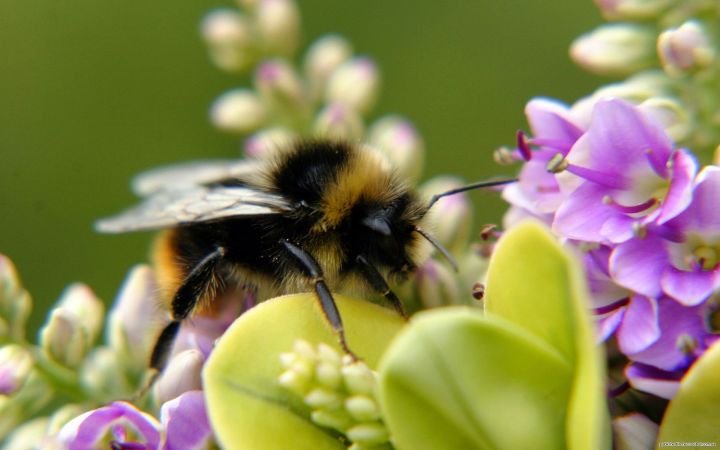 Актуальная информация по пчелам