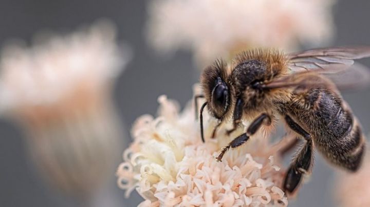 Алтайские специалисты рассказали всю правду о гибели пчел