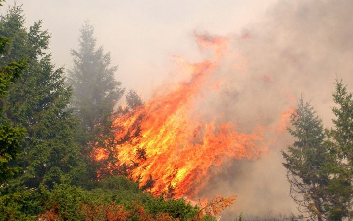 Как пожары Сибири влияют на климат во всём мире