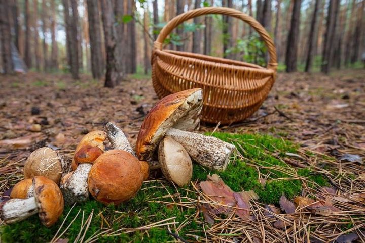Начался сезон сбора грибов.Как не отравиться грибами: советы МЧС