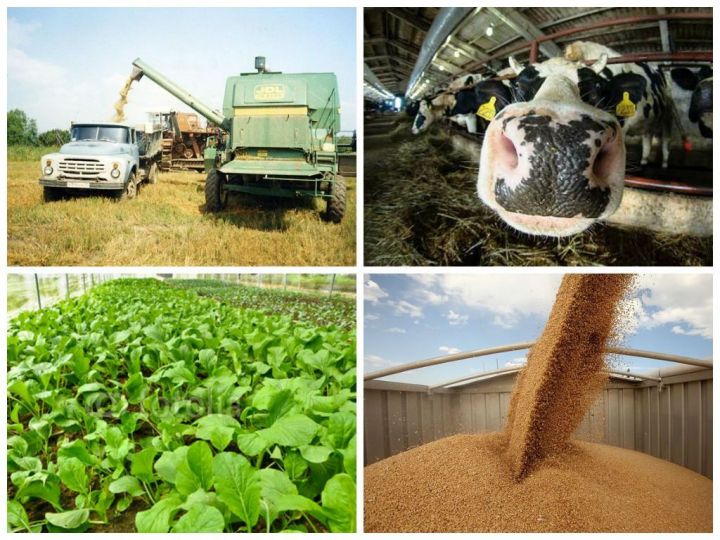 Сельхозкооперативы Татарстана получат более 200 млн рублей на развитие материально-технической базы