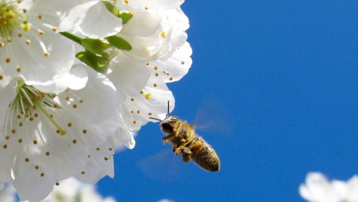 Все пасеки Татарстана получат пчеловодческие паспорта