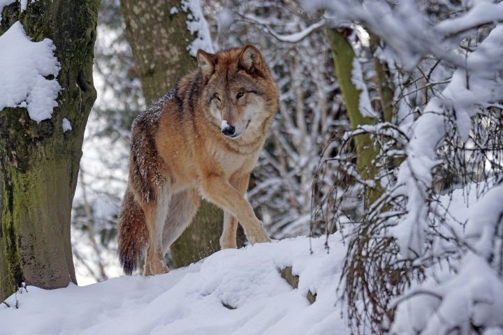 Госкомитет РТ по биоресурсам прокомментировал слухи о нашествии волков в республике