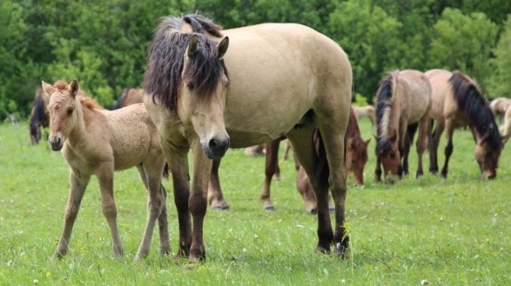 Хозяйствам республики выделят 5 млн рублей на разведение татарских лошадей