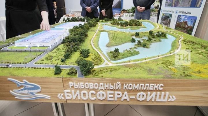 В Лаишеве будут выращивать форель на продажу – инвестиции составят 300 млн рублей