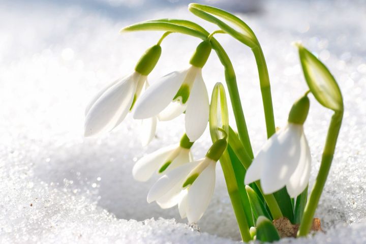 По народным приметам 26 февраля узнаем, какой будет весна