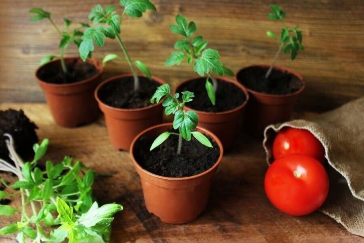 Благоприятные дни для посадки томатов в марте по лунному календарю