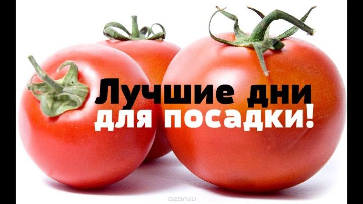 В марте благоприятные дни для посадки томатов по лунному календарю