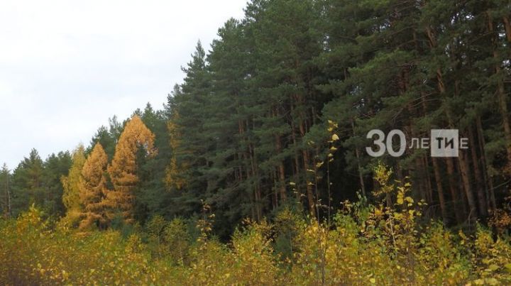 По нацпроекту «Экология» в прошлом году в Татарстане восстановили более 2,5 тыс. гектаров леса