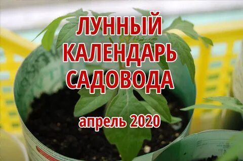 Посевной календарь на апрель 2020 года садовода и огородника