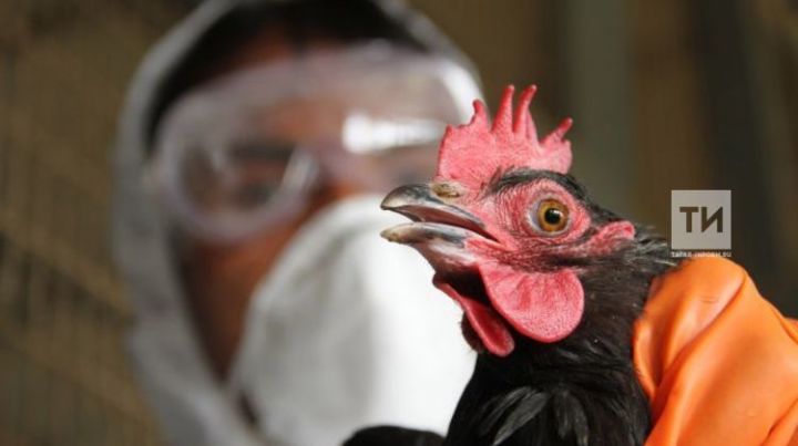 Вирус, который не лечится: Как уберечь птиц и себя от птичьего гриппа