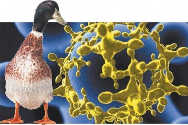 Россельхознадзор РТ: к границам России приближается высокопатогенный птичий грипп
