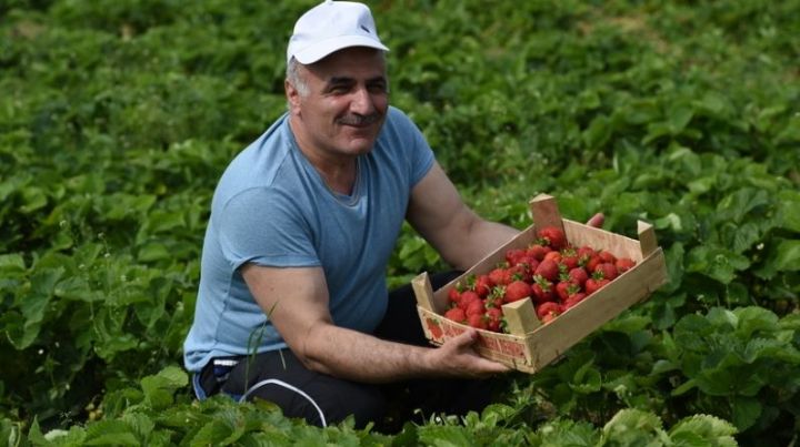 ЛЕТНЯЯ ЗАНЯТОСТЬ НА СЕЛЕ – 2020: Татарстанские фермеры предлагают горожанам сезонную работу на селе