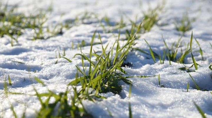 Вести с полей: Аграрии уверены, что выпавший в разгар весенне-полевых работ снег не нанесет