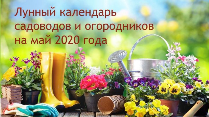 Лунный календарь садоводов и огородников на май 2020 года