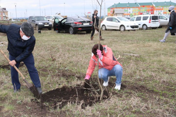 Сегодня в Уруссинском парке «Янарыш» посадили деревья