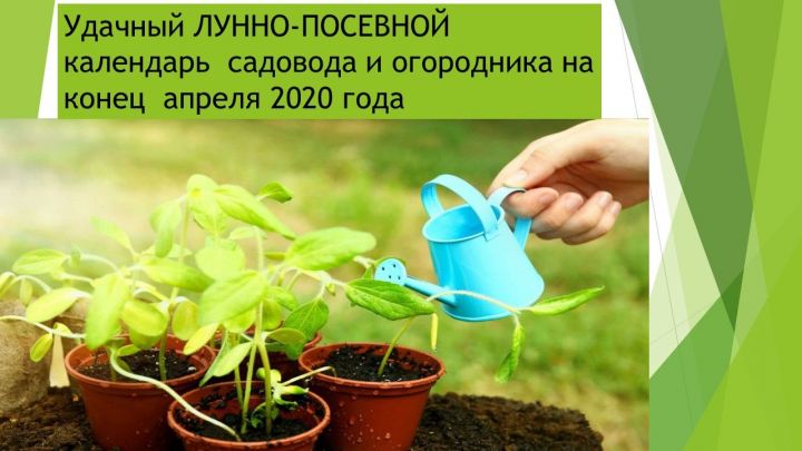 Удачный ЛУННО-ПОСЕВНОЙ календарь  садовода и огородника на конец  апреля 2020 года