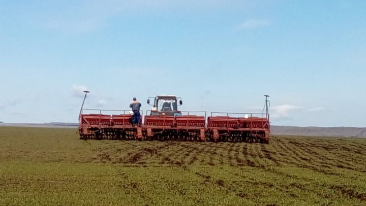 В Ютазинском районе яровые культуры посеяны на площади около тысячи гектаров