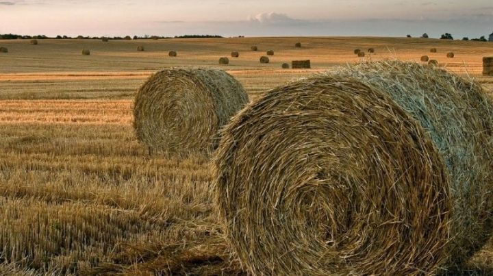 Правительство Татарстана продлило действие госпрограммы развития сельского хозяйства до 2025 года