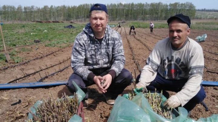 Летняя занятость на селе – 2020: Еще 10 горожан Татарстана нашли работу на селе