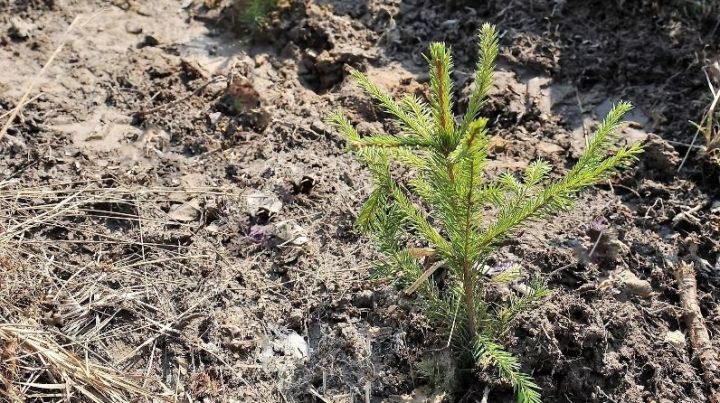 В Республике Татарстан завершен весенний лесокультурный сезон 2020 года