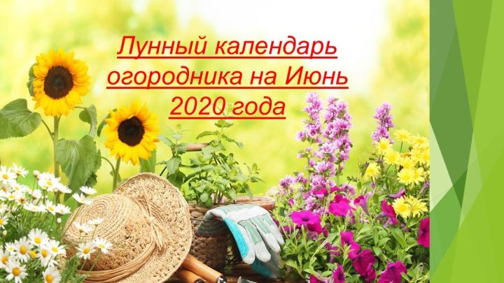 Лунный календарь садоводов и огородников на июнь 2020 года