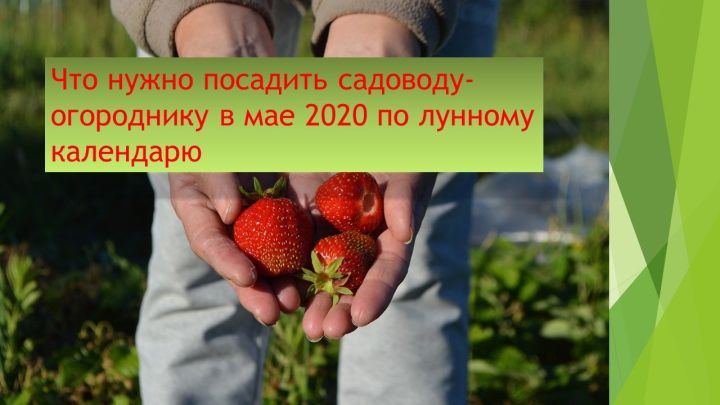 Что нужно посадить садоводу-огороднику в мае 2020 по лунному календарю
