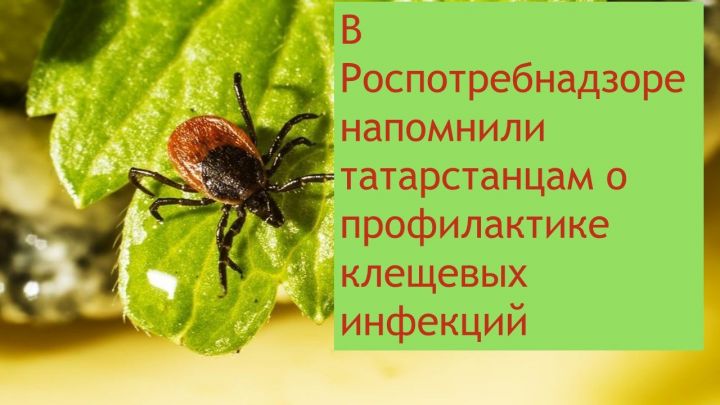 В Роспотребнадзоре напомнили татарстанцам о профилактике клещевых инфекций