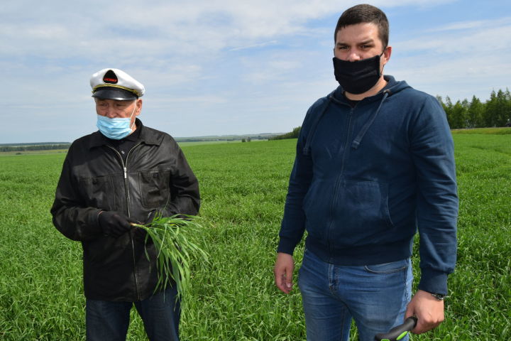 В ООО «АгроМир» кукурузное поле напоминает военный парад