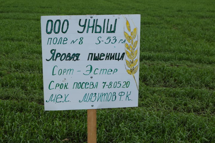 На полях Ютазинского района принимаются посевы