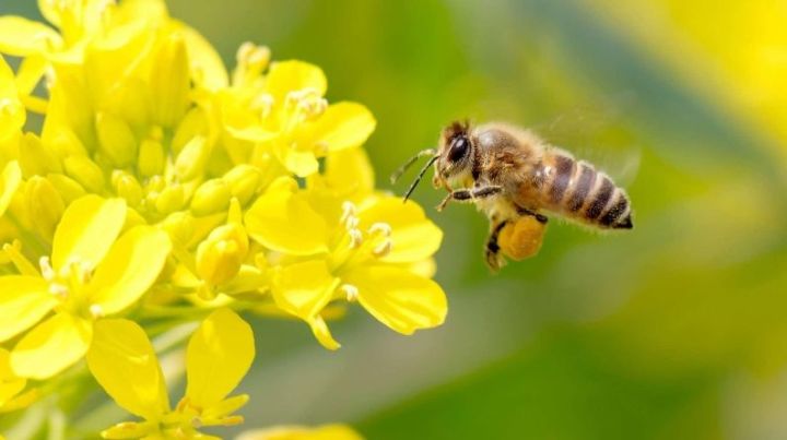 Аграрии Татарстана при обработке полей должны принять меры, чтобы не допустить гибели пчел