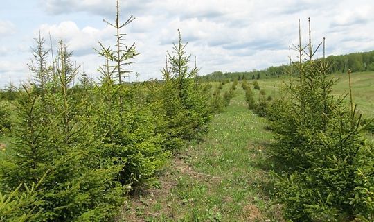 В РТ по нацпроекту «Экология» восстановили леса на площади более 1000 га