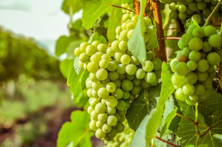 Секреты татарстанских виноградарей: Как вырастить вкусный виноград?