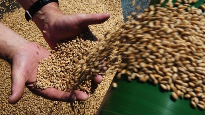 Аграрии РТ собрали 1 миллион тонн зерна&nbsp; урожая этого года