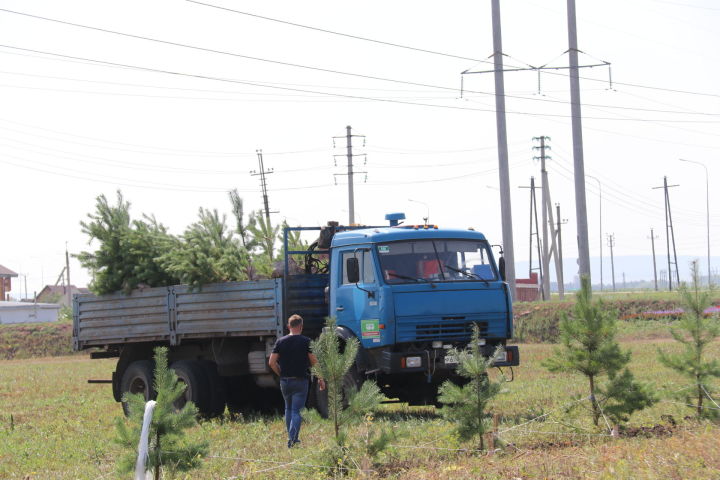 В Ютазинском районе за полгода вырублено 180 деревьев и будет посажено 900