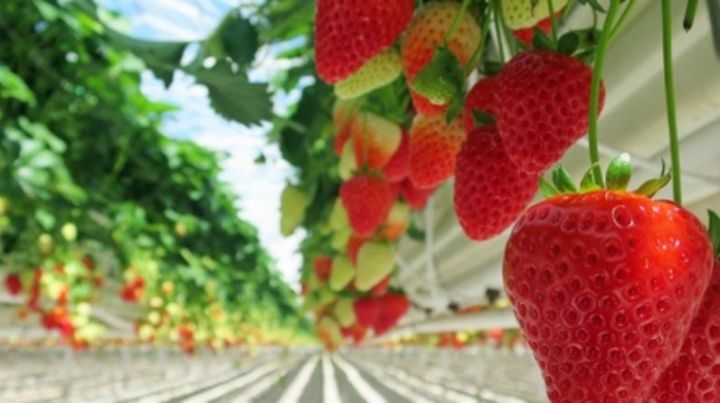 Минсельхозпрод РТ объявляет дополнительный конкурсный отбор сельскохозяйственных потребительских кооперативов в 2020 году