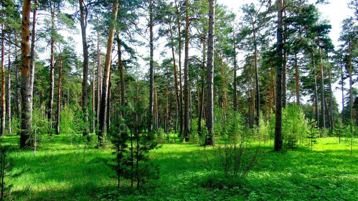 С 15 по 17 сентября отмечается масштабный экологический праздник – Российские дни леса
